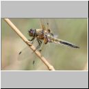 Libellula quadrimcatulata - Vierflecklibelle 11.jpg